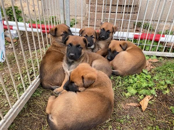 chiot Berger Belge Des Brumes De Cyrinrock